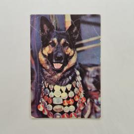 Карманный календарик 1991. Собака в медалях и охрана природы, животные. Календарь винтажный