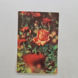 Карманный календарик 1989. Розы на фоне зелени. Календарь винтажный