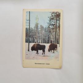 Карманный календарик 1971. Беловежская пуща, изображения бизонов и природы. Календарь винтажный