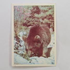 Карманный календарик 1990. Медведь на фоне цветов. Календарь с фотографией природы.