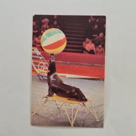 Карманный календарик 1989. Секреты циркового искусства с морским котиком. Календарь винтажный