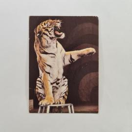 Карманный календарик СССР 1988. Тигр на тренировке из серии Советский цирк. Советский календарь