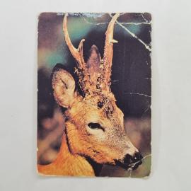 Карманный календарик 1993. Олененок на фоне природы. Календарь винтажный