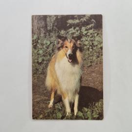 Карманный календарик 1993. Собака колли на фоне природы. Календарь винтажный