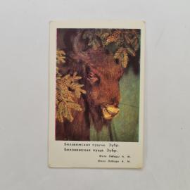 Картинка 1