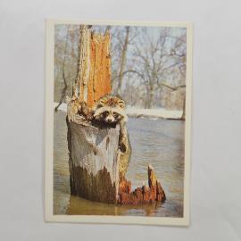Карманный календарик 1990. Лиса на бревне у воды. Календарь с природой и животными.