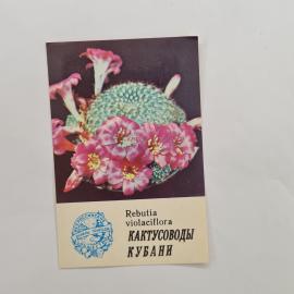 Карманный календарик 1986. Цветы кактусов, надписи и оформление. Календарь винтажный