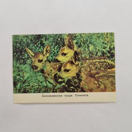 Карманный календарик 1977. Оленята в Беловежской пуще. Календарь винтажный