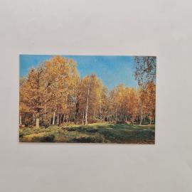 Карманный календарик 1981. Осенний лес с золотыми деревьями. Календарь винтажный