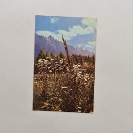 Карманный календарик 1981. Лето в горах, цветы и природа. Календарь винтажный