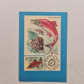 Карманный календарик 1991. Нерка красная, изображение рыбы и природные мотивы. Календарь винтажный