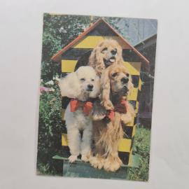 Карманный календарик 1989. Собаки в костюмах на фоне домика. Календарь винтажный