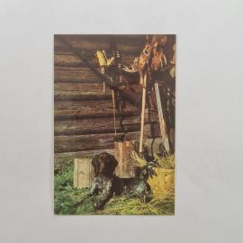 Карманный календарик 1977. Изображение собаки и охотничьих принадлежностей. Календарь винтажный