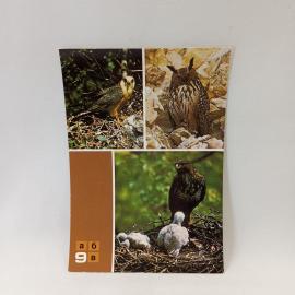 Открытка советская СССР. Хищные птицы, кобчик, филин и сарыч. Винтажное издание СССР
