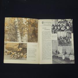 Картинка 3