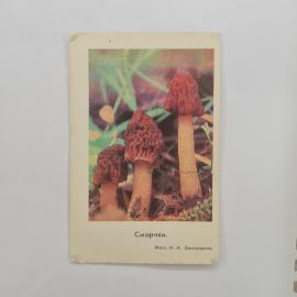 Карманный календарик СССР 1978. Изображение лесных грибов сморчков в природе. Советский календарь