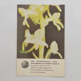 Карманный календарик СССР 1984. Цветок любка, охраняемое растение Латвии. Советский календарь