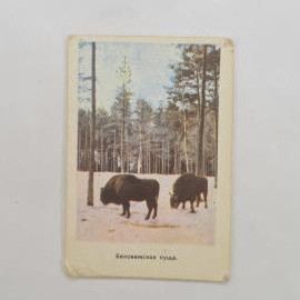 Карманный календарик СССР 1971. Зубры зимой в Беловежской пуще, природа. Советский календарь