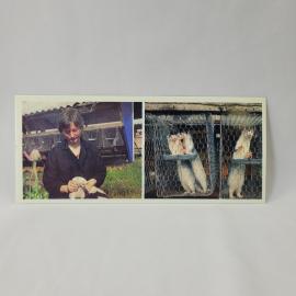 Открытка советская СССР. Женщина с белыми лисами на звероводческой ферме. Винтаж