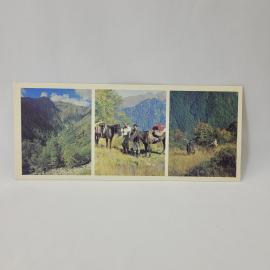 Открытка советская СССР. Лагодехский заповедник, горные тропы с лошадьми и туристами. Винтаж