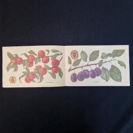 Картинка 4