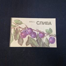 Михеев А. М., Евстратов А. И. Слива. Книга СССР, учебник
