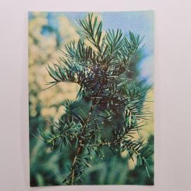 Открытка советская СССР. Растения из Красной книги, тис ягодный, ботаника, хвойное дерево. Винтаж
