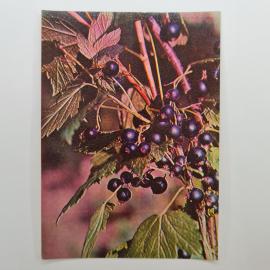 Открытка советская СССР. Растения Красной книги, смородина армянская с ягодами. Винтаж