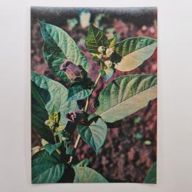 Открытка советская СССР. Растения Красной книги, красавка белладонна, ботаника, винтаж