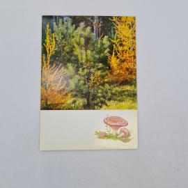 Открытка советская СССР. Лесной пейзаж, волнушка розовая, природа, грибы. Винтаж Москва 1971