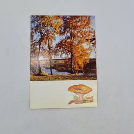 Открытка советская СССР. Осенний лесной пейзаж с деревьями, озером и грибом груздь желтый. Винтаж