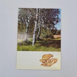 Открытка советская СССР. Березовая роща, гриб свинушка тонкая, природа леса. Винтаж 1971