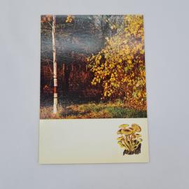 Открытка советская СССР. Осенний лес, береза и грибы опенок, природа. Винтаж 1971 года