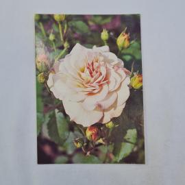 Открытка советская СССР. Поздравляю, роза и бутоны, цветы, фото Н. Матанова, винтаж