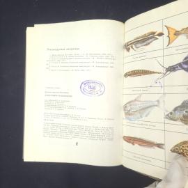 Картинка 6