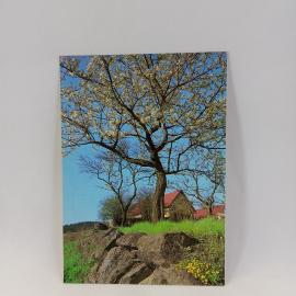 Открытка советская СССР. Весенний пейзаж с цветущим деревом и сельскими домами. Винтажная карточка