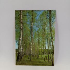 Открытка советская СССР. Весенний березовый лес, зеленая поляна и голубое небо. Винтаж