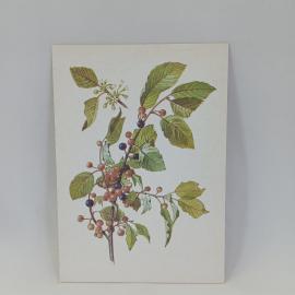 Открытка советская СССР. Крушина ломкая с листьями и ягодами. Винтаж