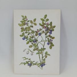 Открытка советская СССР. Черника обыкновенная с ягодами и листьями. Винтаж карточка о растениях росс