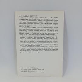 Картинка 2