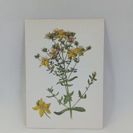 Открытка советская СССР. Золотистые цветы зверобоя обыкновенного и описание растения. Винтаж