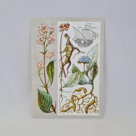 Открытка советская СССР. Целебные растения, женьшень, хинное дерево, ипекакуана. Винтаж