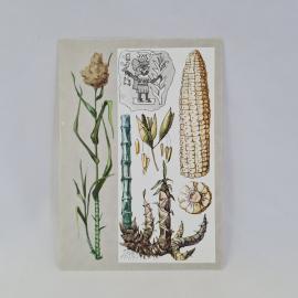 Открытка советская СССР. Злаки великаны, кукуруза, бамбук и сахарный тростник. Винтаж