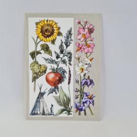 Открытка советская СССР. Растения переселенцы, подсолнух, томат, картофель. Цветы, винтаж
