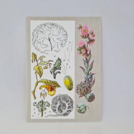 Открытка советская СССР. Растения, самостоятельно рассеивающие семена, перекати поле и иерихонская р