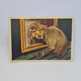 Открытка советская СССР. Обезьяна у зеркала, животные Московского зоопарка. Винтажная карточка