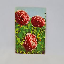 Открытка советская СССР. Красные георгины среди зеленой листвы, цветочная тематика. Винтаж