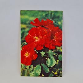 Открытка советская СССР. Красные цветы среди зелени, фотография. Винтаж 乐彩