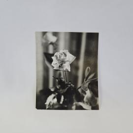 Открытка советская СССР. Черно белая фотография розы в вазе, цветочный натюрморт. Винтаж