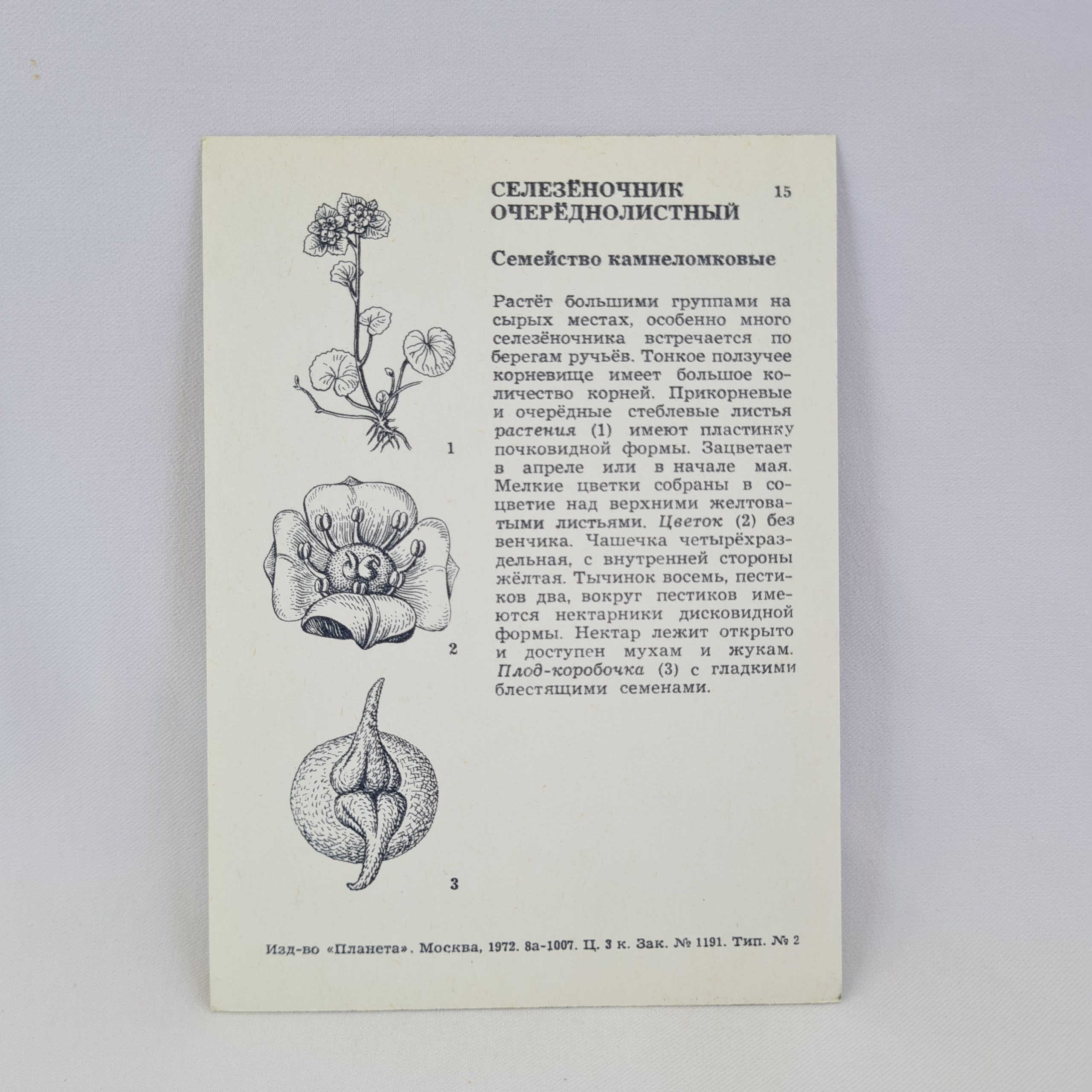 Картинка 2